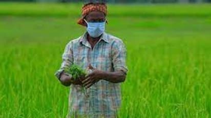 Budget 2022: किसानों को MSP का तोहफा, ड्रोन के इस्तेमाल को बढ़ावा, ये हैं कृषि सेक्टर के बड़े एलान