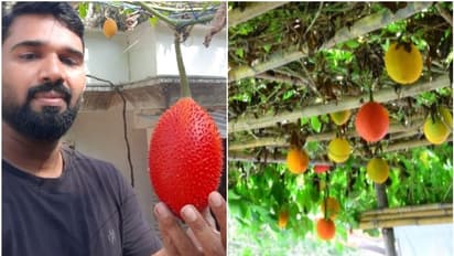 സ്വര്‍ഗത്തിലെ കനി കാണണോ? ദാ ഇവിടെ പുത്തനത്താണിയിലുണ്ട്