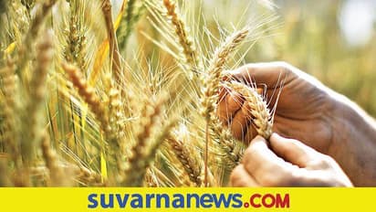 ನೀವು ಕೇಳಿದ್ದು ಕೊಡ್ತೀವಿ 5 ಲಕ್ಷ ಟನ್ ಗೋಧಿ ನೀಡಿ, ಭಾರತಕ್ಕೆ ಈಜಿಪ್ಟ್ ಮೊರೆ!