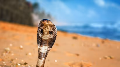 Snake Bite : പാമ്പിൻ വിഷം നമ്മുടെ ശരീരത്തിൽ പ്രവർത്തിക്കുന്നതെങ്ങനെ?