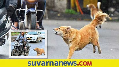 Safety Tips : ನಿಮ್ಮ ವಾಹನ ಬೆನ್ನಟ್ಟಿ ಬರುವ ನಾಯಿಯನ್ನು ಹೀಗೆ ಎದುರಿಸಿ