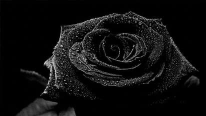 Gardening Tips: 5 Rare Black Flower Plants For Your Home Garden