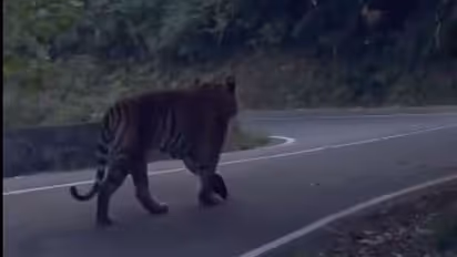 रॉयल अंदाज में नेशनल हाईवे पर घूमता दिखा बाघ, पलभर में आंखो से हो गया ओझल, देखिए हैरान करने वाला ये वीडियो