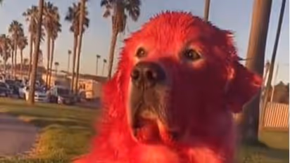 महिला टिकटॉकर ने अपने पालतू डॉगी को लाल रंग से किया पेंट, वीडियो देख लोगों ने लगाई जमकर फटकार