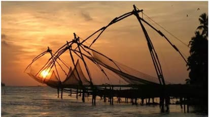 'സ്കോംബറോയിഡ്സ് പെലാജിക്കസ്'; പുതിയ മത്സ്യം ഇന്ത്യൻ തീരത്ത്, പുതിയ ഇനം വറ്റ കൊച്ചിയിൽ, കിലോയ്ക്ക് വില 250 വരെ