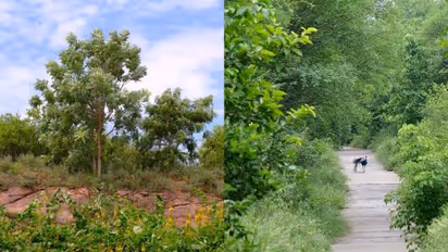 'World's largest safari' to be developed in Gurugram, Nuh over 10,000 acres