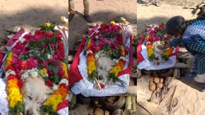 'ഇനി ഡാനിയില്ല'; നൊമ്പരമായി വളർത്തുനായയുടെ വിയോഗം; ആചാരപ്രകാരം ചിതയൊരുക്കി അന്ത്യവിശ്രമം