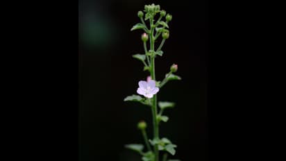 Aravali Biodiversity Park: সবুজের হাতছানি আর জঙ্গলের মেজাজ, দুটোই রয়েছে আরাবল্লি  বায়োডায়ভার্সিটি পার্কে