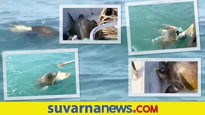 ಮೀನಿನ ಬಲೆಯಲ್ಲಿ ಸಿಲುಕಿ ಒದ್ದಾಡುತ್ತಿದ್ದ ಕಡಲಾಮೆಯ ರಕ್ಷಿಸಿದ ಕಸ್ಟಮ್ಸ್ ತಂಡ