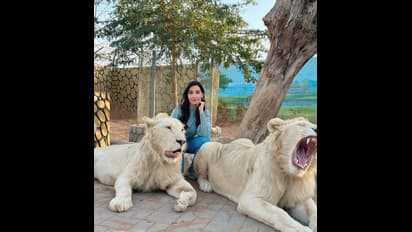 Viral Nora Fatehi: দুবাইয়ের প্রাইভেট চিড়িয়াখানায় নোরায়, সিংহের সঙ্গে পোজ দিতেই ভাইরাল ছবি