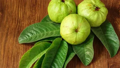 மாத்திரை சாப்பிட்டும் 'சுகர்' குறையலயா? 2 கொய்யா இலை வைச்சு குறைக்க சூப்பர் டிப்ஸ்!!