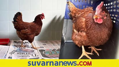 ಪೆಂಟಗಾನ್ ಮುಂದೆ ಸುಳಿದಾಡುತ್ತಿದ್ದ ಕೋಳಿ ವಶಕ್ಕೆ