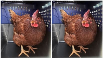 కోడి అనుమానాస్పదంగా తిరుగుతున్నదని కస్టడీలోకి తీసుకున్న అధికారులు.. ఎక్కడంటే?