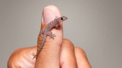 దీపావళి 2023:  దీపావళి రోజున ఇంట్లోకి బల్లులు రావడం శుభమా? అశుభమా?