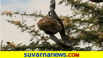ಮೊಟ್ಟೆ ಕದಿಯಲು ಗೂಡಿಗೆ ಬಂದ ಕಳ್ಳ ಹಾವನ್ನು ಪುಟ್ಟ ಹಕ್ಕಿ ಹೇಗೆ ಓಡಿಸಿತು ನೋಡಿ... ವಿಡಿಯೋ ವೈರಲ್‌