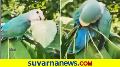 ಗೂಡು ಕಟ್ಟಲು ಕಡ್ಡಿ ಆರಿಸಿ ಪುಕ್ಕದಲ್ಲಿ ಸಂಗ್ರಹಿಸುವ ಹಕ್ಕಿ.... ಬಾನಾಡಿಯ ಅಪರೂಪದ ವಿಡಿಯೋ ವೈರಲ್‌