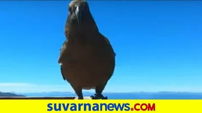 GoPro ಕ್ಯಾಮರಾ ಕದ್ದು ಮೇಲೆ ಹಾರಿದ ಹಕ್ಕಿ...  ವಿಹಂಗಮ ದೃಶ್ಯ ಸೆರೆ