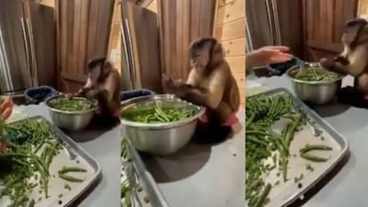 Monkey Helps Woman : പച്ചക്കറി അരിഞ്ഞിടുന്ന ആളെക്കണ്ടോ, വല്ലാത്തൊരു ജീവി!