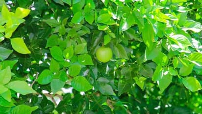 শুধু পুজোতে নয় সুগার নিয়ন্ত্রণেও কার্যকর এই পাতা, ফল ছাড়াও পাতারও রয়েছে নানান উপকারিতা