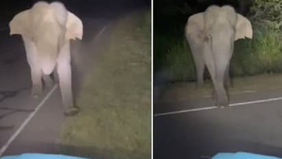 Man harasses wild elephant : ലൈക്കിനുവേണ്ടി ആനയെ പിന്തുടർന്നുപദ്രവിച്ച് ടിക്ടോക്കർ, രോഷവുമായി സോഷ്യൽമീഡിയ