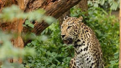 Leopard Attack :  ചെന്നാപ്പാറയിൽ വീണ്ടും പുലി, വളർത്തുനായയെ ആക്രമിച്ചു, കൂട് സ്ഥാപിക്കണമെന്ന് നാട്ടുകാർ