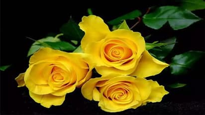 Valentine's Day: ಕೆಂಪಲ್ಲ, ಈ ಬಣ್ಣಗಳ ಗುಲಾಬಿಗಳು ಸಹ ವಿಶೇಷವಾಗಿದೆ!