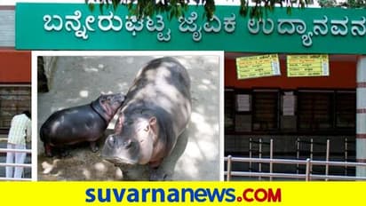 Bannerghatta Biological Park: 8 ನೀರಾನೆ ವಾಸ, 3-4 ನೀರಾನೆ ಸಾಕುವಷ್ಟು ಮಾತ್ರ ಜಾಗ ಲಭ್ಯ!