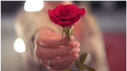 Rose Day : പ്രണയം നിറയും ഫെബ്രുവരി; ഇന്ന് റോസ് ഡേ...