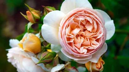 Juliet Rose : ஒரு ரோஜா விலை 130 கோடி!! கோடீஸ்வரர்களால் மட்டுமே இந்த பூவை வாங்க முடியுமாம்..!! ஆனால் ஏன்?