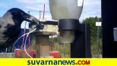 ಬೀದಿಯಲ್ಲಿ ಬಿದ್ದ ಸಿಗರೇಟ್ ತುಂಡು ಹೆಕ್ಕಲು ಕಾಗೆಗಳಿಗೆ ತರಬೇತಿ