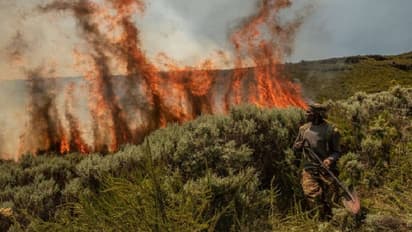 দাউ দাউ করে জ্বলছে কেনিয়া ন্যাশনাল পার্ক, ঝোড়ো হাওয়ায় দ্রুত ছড়াচ্ছে আগুন