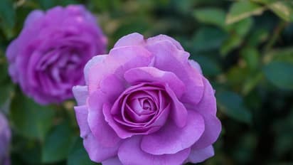 Happy Rose Day 2023: ఈరోజు రోజ్ డే.. రంగురంగుల గులాబీలకు అర్ధాలు ఏంటో తెలుసా?