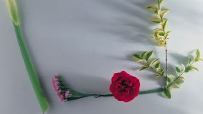 রইল রোজ ডে-র সেরা ১০ শুভেচ্ছা বার্তা, দেখে নিন এক নজরে