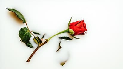  రోజ్ డే కు మీ భాగస్వామిని సర్ ప్రైజ్ చేయాలనుకుంటున్నారా? ఇంకెందుకు ఆలస్యం ఈ గిఫ్ట్ లు ఇచ్చేయండి