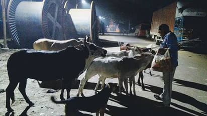 26 വർഷമായി മുടങ്ങാതെ തെരുവുമൃഗങ്ങൾക്ക് ഭക്ഷണം നൽകുന്നൊരാൾ