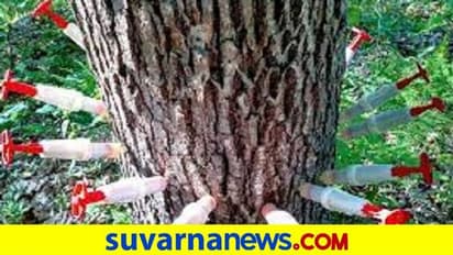 Bengaluru: ಮನೆ ಮಾರಾಟಕ್ಕೆ ಅಡ್ಡವಾಯ್ತೆಂದು ಮರಕ್ಕೆ ವಿಷ!