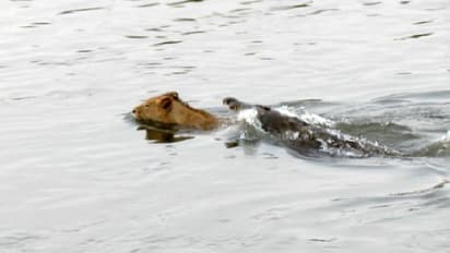 പുഴ മുറിച്ച് കടക്കുന്ന സിംഹത്തെ പിന്തുടര്ന്നാക്രമിച്ച് മുതല, ഭയപ്പെടുത്തും വീഡിയോ