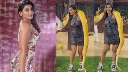 viral video : மலைப்பாம்பை அலேக்காக தூக்கி கழுத்தில் போட்டுக்கொண்டு கூலாக போஸ் கொடுத்த யாஷிகா- வைரலாகும் வீடியோ