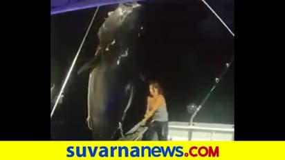 ಭಾರಿ ಗಾತ್ರದ ಮೀನನ್ನು ಒಂಟಿಯಾಗಿ ದೋಣಿಗೇರಿಸಿದ ಮೀನುಗಾರ ಮಹಿಳೆ