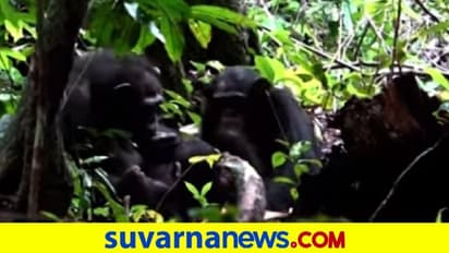 ಮಗನ ಗಾಯಕ್ಕೆ ಕೀಟದ ಔಷಧಿ ಹಚ್ಚಿದ ಚಿಂಪಾಂಜಿ ... ವಿಡಿಯೋ ವೈರಲ್‌