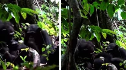 മുറിവുണക്കാൻ വേറിട്ട മാർ​ഗവുമായി ചിമ്പാൻസികൾ, ഇതേക്കുറിച്ച് പഠനവുമായി ​ഗവേഷകർ!