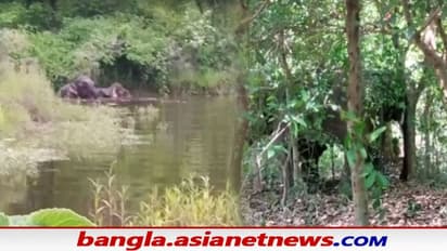ফের হাতির হানা পুরুলিয়ার ঝাড়খন্ড সীমান্তবর্তী বাঘমুন্ডি এলাকায়, নষ্ট বিঘের পর বিঘে জমির ফসল