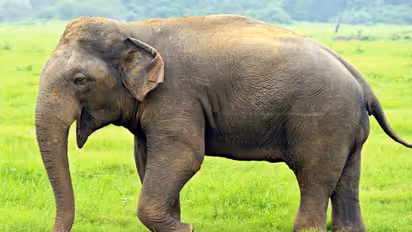 Life Management: 6 अंधे हाथी देखने गए, किसी ने कहा हाथी नली जैसा होता है, किसी ने खंबे जैसा बताया…फिर क्या हुआ