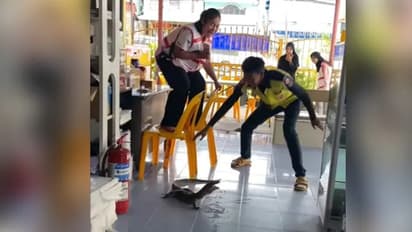 Viral Video: റെസ്റ്റോറന്‍റില്‍ വിരുന്നെത്തി അതിഥി; ഭയന്ന് കസേരയ്ക്ക്‌ മുകളില്‍ കയറി നിലവിളിച്ച് കരയുന്ന യുവതി