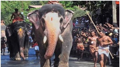 Guruvayoor Temple : ഗുരുവായൂർ ആനയോട്ടം തിങ്കളാഴ്ച