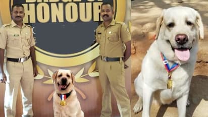 ചില്ലറക്കാരിയല്ല ലിസി: ആലപ്പുഴ ഡോഗ് സ്ക്വാഡിലെ ലിസിക്ക് ഡിജിപിയുടെ മെഡൽ ഓഫ് എക്സലൻസ്