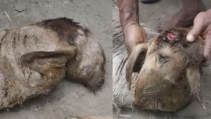 গরু জন্ম দিল অদ্ভূত প্রাণীর, দেখতে ভিড় জমালো গ্রামবাসীরা