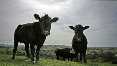 China ban Lithuanian beef: തായ്‌വാനെ അംഗീകരിച്ചു; ലിത്വാനിയില്‍ നിന്ന് ബീഫ് ഇറക്കുമതി നിരോധിച്ച് ചൈന