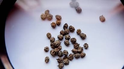 Wari empire : ജനങ്ങളെ സ്വാധീനിച്ചു നിർത്താൻ ഈ ഭരണാധികാരികൾ 400 വർഷത്തോളം ലഹരി നൽകി? ഉപയോഗിച്ചത് ഈ വിത്തുകള്‍