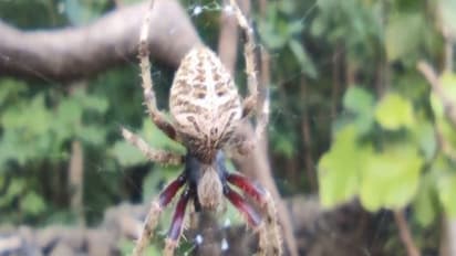 গুজরাটে মিলল নয়া প্রজাতির মাকড়শা, কবির নামে নামকরণ